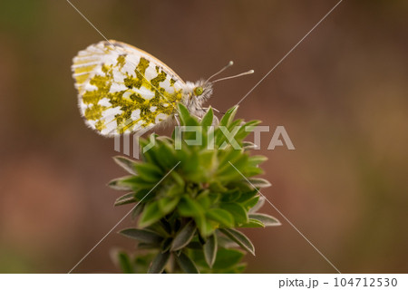 Variegated butterfly Anthocharis cardamines sits on a green plant in the forest Variegated butterfly Anthocharis cardamines sits on a green plant in the forest 104712530