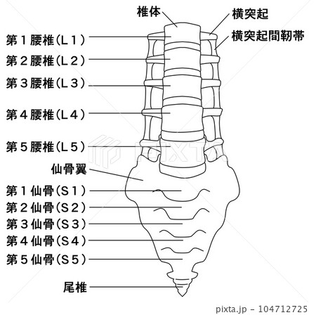 腰椎・仙骨・尾骨のイラスト 正面図のイラスト素材 [104712725