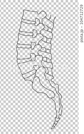 腰椎、骶骨和尾骨側視圖的插圖 腰椎、骶骨和尾骨側視圖的插圖 104712729