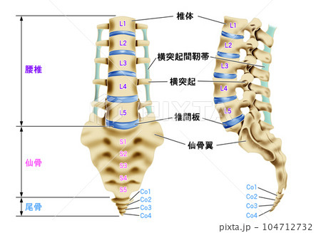 腰椎・仙骨・尾骨のイラスト 正面図と側面図のイラスト素材 [104712732