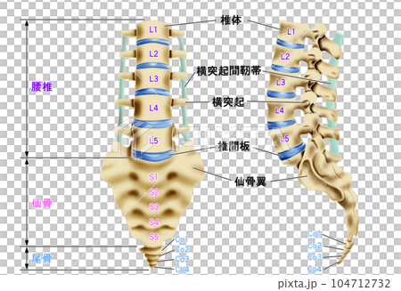 腰椎・仙骨・尾骨のイラスト　正面図と側面図 104712732