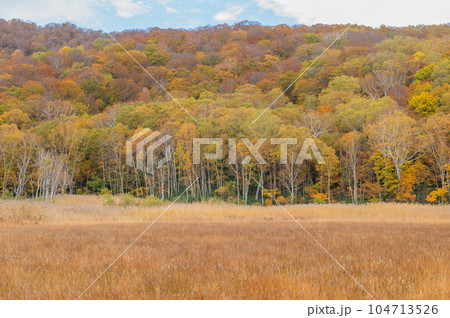 燃える秋　紅葉に色づく尾瀬 104713526