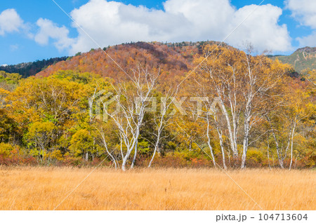 燃える秋 紅葉に色づく尾瀬 燃える秋 紅葉に色づく尾瀬 104713604