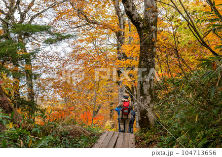 燃える秋 紅葉に色づく尾瀬 燃える秋 紅葉に色づく尾瀬 104713656