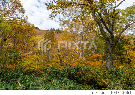 燃える秋 紅葉に色づく尾瀬 燃える秋 紅葉に色づく尾瀬 104713661