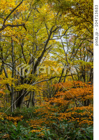 燃える秋 紅葉に色づく尾瀬 燃える秋 紅葉に色づく尾瀬 104713683