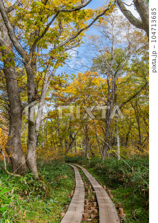 燃える秋 紅葉に色づく尾瀬 燃える秋 紅葉に色づく尾瀬 104713685