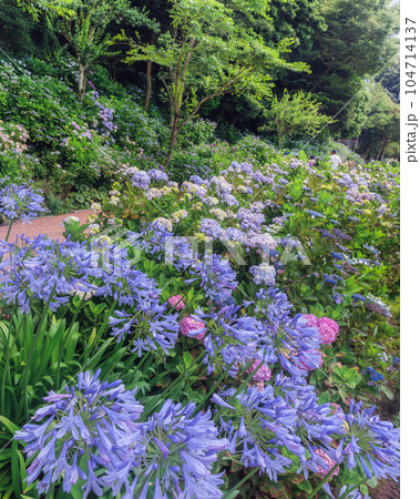 茨城県潮来市 満開の二本松寺の紫陽花 茨城県潮来市 満開の二本松寺の紫陽花 104714137