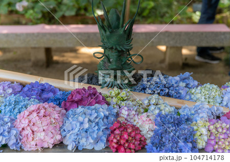 茨城県潮来市 満開の二本松寺の紫陽花 茨城県潮来市 満開の二本松寺の紫陽花 104714178