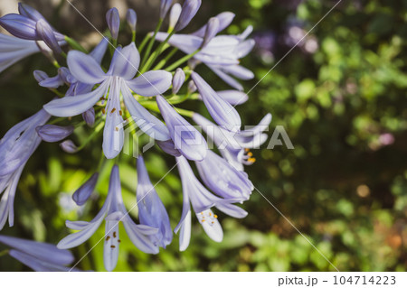 夏の日差しに咲くアガパンサス　暖色マット感 104714223