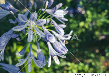 夏の日差しに咲くアガパンサス　寒色マット感 104714224