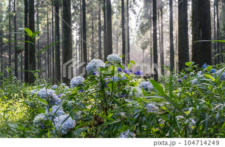 早朝の森の中に光射すアジサイの咲く風景 早朝の森の中に光射すアジサイの咲く風景 104714249