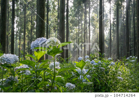 早朝の森の中に光射すアジサイの咲く風景 104714264