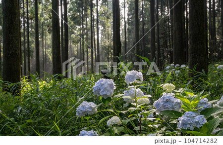 早朝の森の中に光射すアジサイの咲く風景 早朝の森の中に光射すアジサイの咲く風景 104714282
