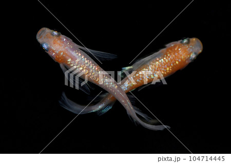 ヒレ長メダカ　王翔華メダカ（王華リアルロングフィン） 104714445