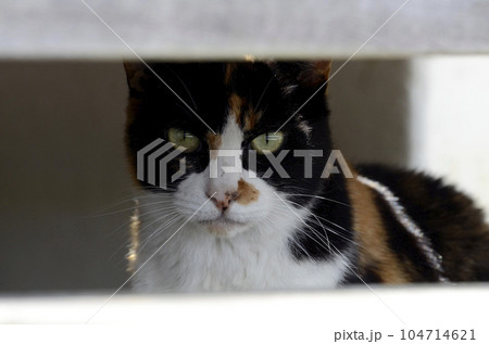 町中の野良猫 町中の野良猫 104714621