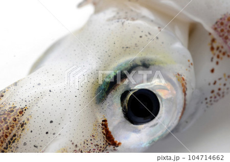 ヤリイカ ヤリイカ 104714662