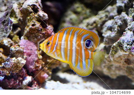 かわいいニシキヤッコの稚魚 104714699