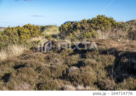 Peat Turf cutting in County Donegal - Ireland 104714776