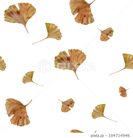 Autumn leaf of ginkgo biloba. Watercolor illustration on an isolated white background. Handmade botanical illustration. Ginko gold leaf for design, textiles, packaging. Autumn leaf of ginkgo biloba. Watercolor illustration on an isolated white background. Handmade botanical illustration. Ginko gold leaf for design, textiles, packaging. 104714946