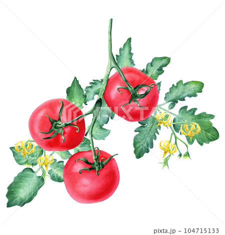 A branch with red tomatoes, leaves and flowers. Watercolor illustration isolated on white for cards, menus, labels 104715133