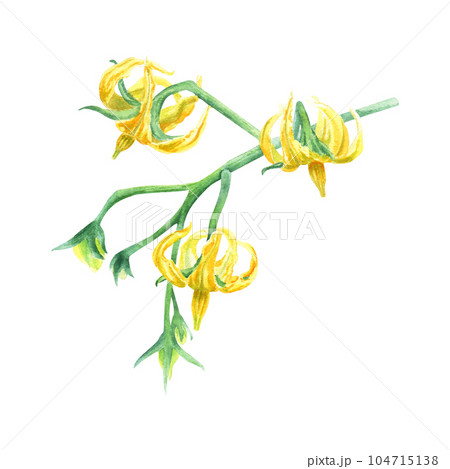 A tomato plant branch with little yellow flowers. Watercolor illustration isolated on white background for clip art menu 104715138