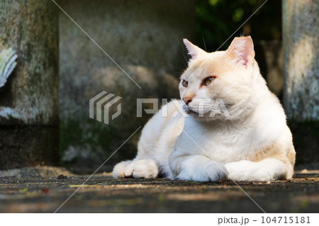 不妊手術済みの猫 不妊手術済みの猫 104715181