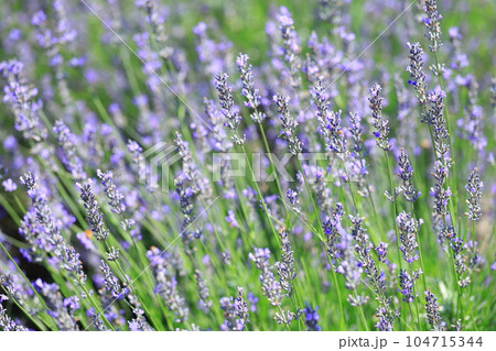 ラベンダー 104715344