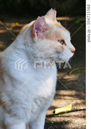 ≪縦長≫ 去勢手術済みの猫 ≪縦長≫ 去勢手術済みの猫 104715368