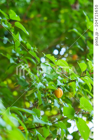 ≪縦長≫ 山に自生する木の実 104715650