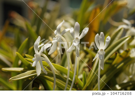 富貴蘭　白花 104716208