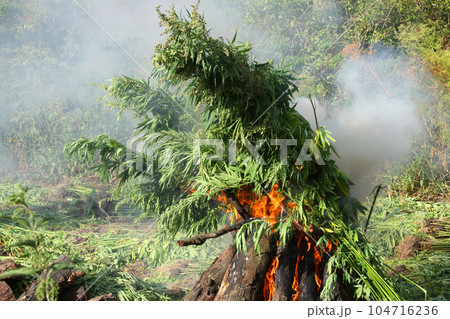 Marijuana Plantation. Abandoned land with natural grown marijuana. Hemp plants. Marijuana Plantation. Abandoned land with natural grown marijuana. Hemp plants. 104716236