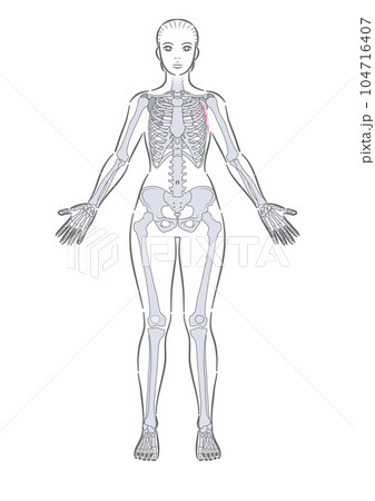女性　全身骨格　前面 104716407