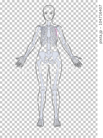 女性全身骨骼正面 104716407