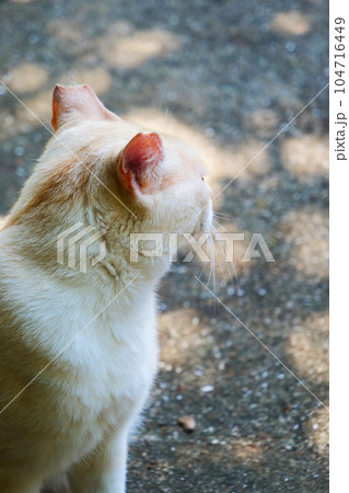 ≪縦長≫ 耳カットをした猫～去勢手術済 104716449