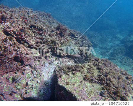 カワハギ、こちらを見る。 104716523