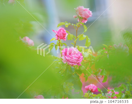 北海道のローズガーデン ロイズガーデン 104716535