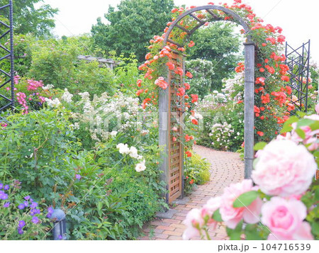 北海道のローズガーデン ロイズガーデン 104716539
