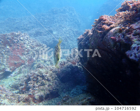 カワハギの後ろ姿 104716592