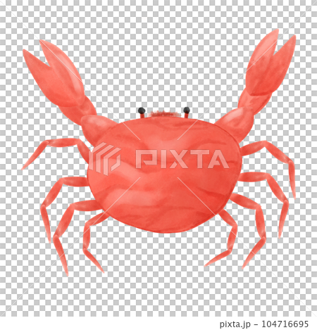 steamed crab on the beach hand draw steamed crab on the beach hand draw 104716695