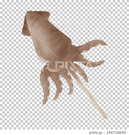 grilled squid from Japanese temple fair on summer hand draw 104716699