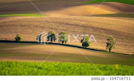 Chestnut trees in wavy agricultural field of Moravian Tuscany. Czech Repulbic 104716751