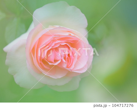 北海道のローズガーデン ロイズガーデン 104717276