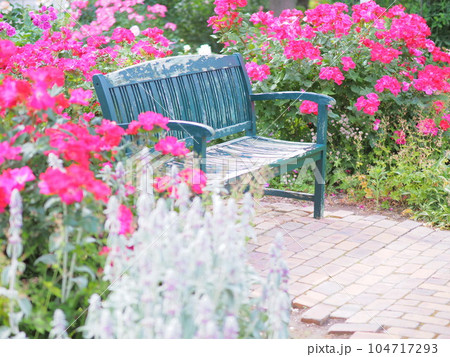 北海道のローズガーデン ロイズガーデン 104717293