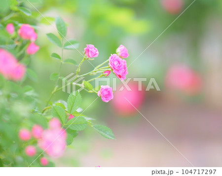北海道のローズガーデン ロイズガーデン 104717297