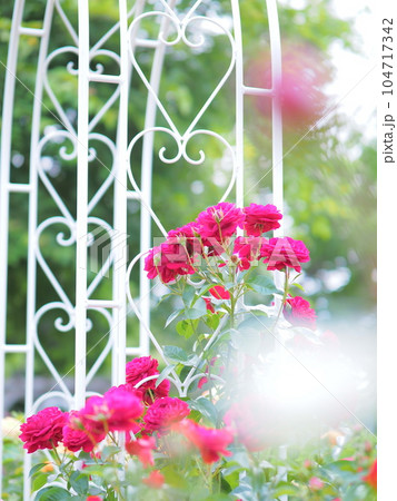 北海道のローズガーデン ロイズガーデン 104717342