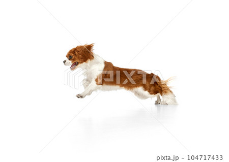 Dynamic image of active dog of Cavalier King Charles Spaniel in motion, fastly running against white studio background 104717433