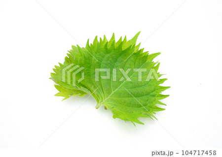 青しそ 青しそ 104717458