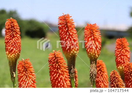 初夏の公園に咲くクニフォフィアの赤い花穂 初夏の公園に咲くクニフォフィアの赤い花穂 104717544
