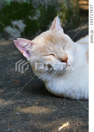 ≪縦長≫ 耳カットをした猫~避妊手術済み ≪縦長≫ 耳カットをした猫~避妊手術済み 104717637